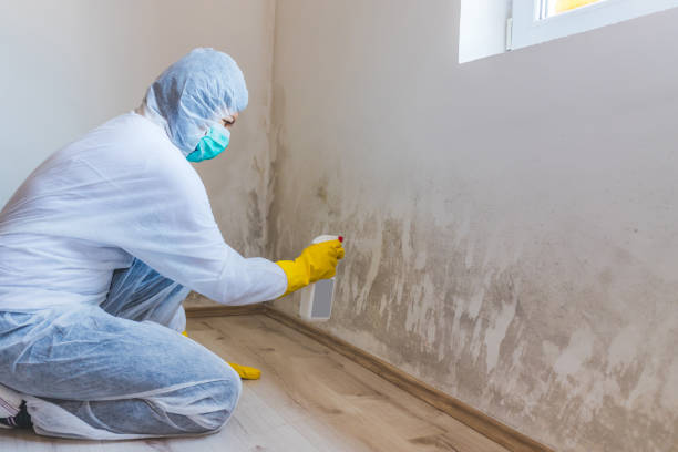 Licensed Mold Remediation service in Vashon, WA - 24 Hour Mold Removal